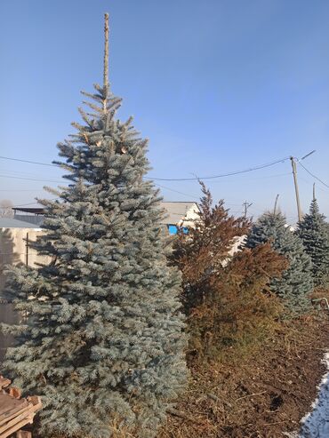 Декоративные деревья: Саженцы деревьев: Ели — 14