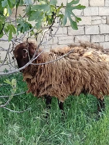 Mal-qara: Qoyun – yerli cins, tünd-qəhvəyi yunlu Məhsulun təsviri: - — 5