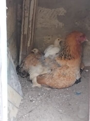 sort toyuqlar: Toyuq, Brama, Yumurtalıq, Ünvandan götürmə