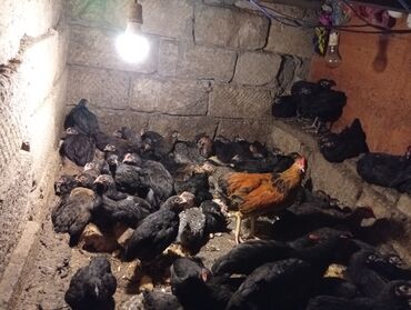 tovuz quşu qiyməti: Toyuq cücələri, Damazlıq, Ünvandan götürmə lalafo.az -da tovuz quşu qiyməti: Toyuq cücələri, Damazlıq, Ünvandan götürmə