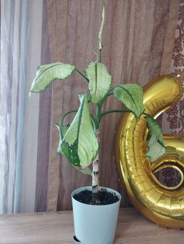 растения в горшках: Диффенбахия
взрослое растение,высота без горшка 62 см