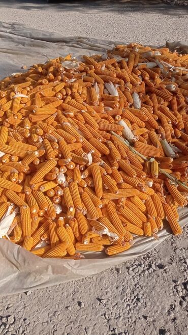 уголь пыль штып: Кукуруза Оптом