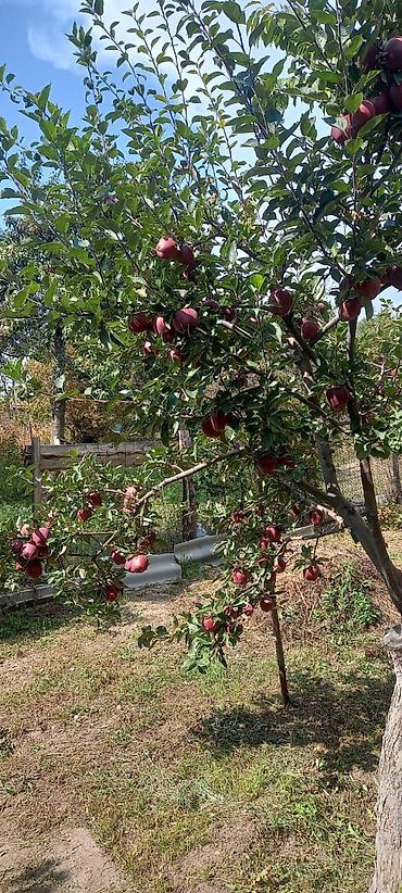 Продажа коттеджей и домов: Продаётся дом из 4 комн. дом утеплен,участок 12 соток.Есть мансарда — 10