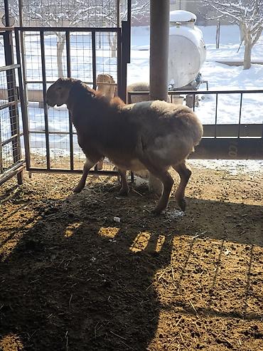 Баран, овца: Продаю | Ягненок, Баран (самец) | Арашан | Для разведения | Племенные — 2