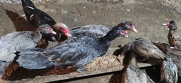 Ördəklər: - Növ: Lal ördək, amerikan sortu (Muscovy ducks). - Rənglər: tünd, ağ — 16