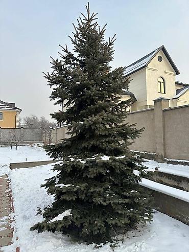 Декоративные деревья: Саженцы деревьев: Ели, Самовывоз — 7