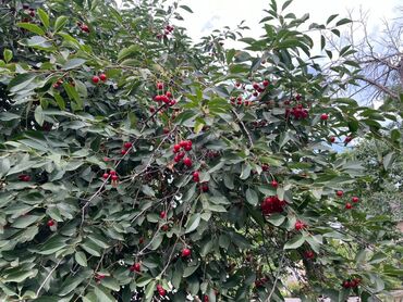 яблоки груши и сливы: Королевская вишня 🍒 крупная и сочная . Идеально для варенья, джемов
