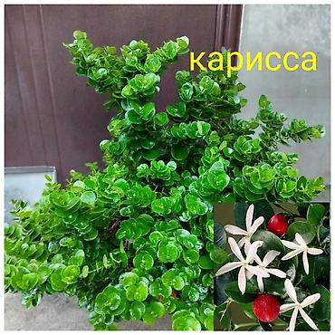 Комнатные растения: Детки сортовой хойи, цены уточнять.,крассула триколор,гибискусы с — 8