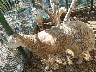 Dişi, Qala, il: 1, 50 kq, Damazlıq, Ünvandan götürmə