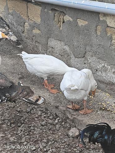 rəngli quslar: Ağ qazlar – təsərrüfat üçün seçmə dəstə - Cins: ağ linda qazlar - — 2