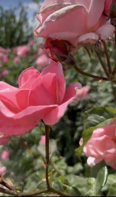 Çöl bitkiləri: Saqı Gülçülük – Tərtərin ən gözəl gülləri Bir gül təkcə ətriylə deyil — 2