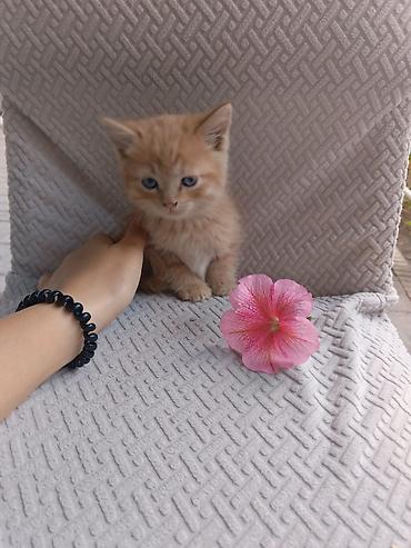 Кошки: Беспородная, 1 месяц, Мальчик, Рыжий, Приучена к лотку — 2