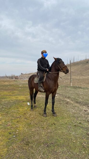 Лошади, кони: Продаю | Жеребец | Конный спорт — 6