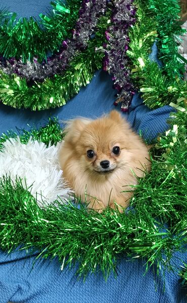 Продажа собак: Шпиц, 2 года, Самка, С родословной — 8