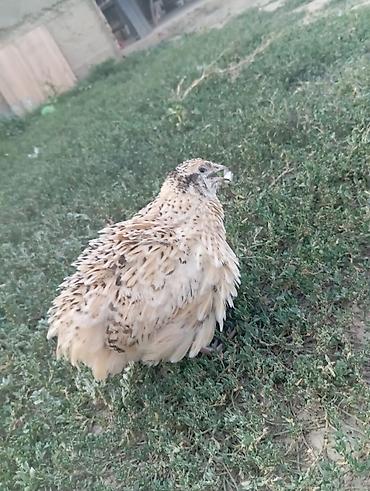 Птицы: Перепёлки молодые - Порода/тип: домашний перепел, пятнистая (дикая) — 3