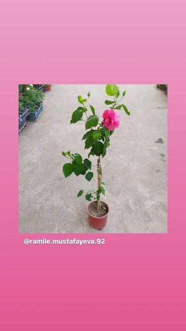 kitayski roza artirilmasi v Azərbaycan | Qızılgül: Kitayiski roza