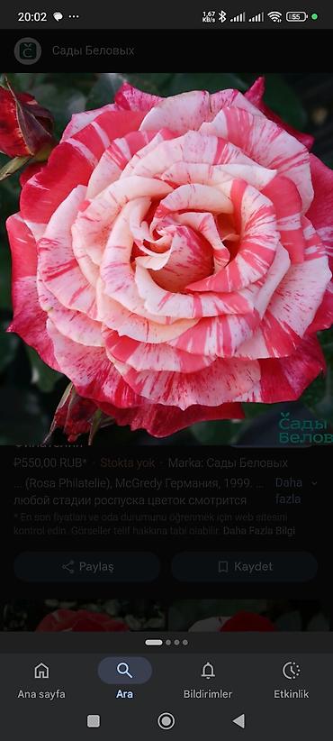 yaz gulləri: Məhsul: “Filateliya” çay-hibrid gülü (Rosa ‘Philatelia’) Təsvir: - — 2