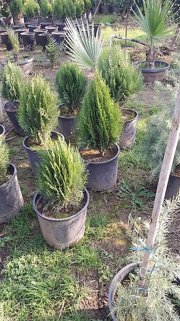 palm: Limon şam ağacı– dekorativ iynəyarpaqlı Lelandra Sekas Finik Tuya — 10