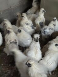 дома на продажу в бишкеке: Продаю молодеж этого года! Китайский шелк! Весенние! Пропоены