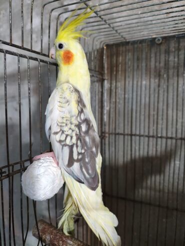 Tutuquşları: Salam. ENDİRİMLƏR🦜🐦 DANIŞAN VƏ DANIŞMAGA HAZİR OLAN QUŞLAR — 3