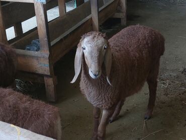 фландр кролик купить: Продаю | Баран (самец)