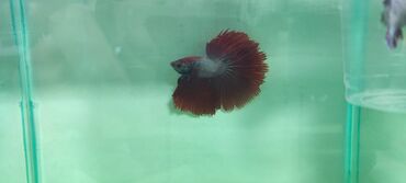 Рыбы: Петушки Betta splendens, веерохвостые (halfmoon/rosetail тип). Яркие — 2