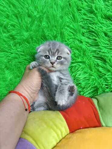 Үй жаныбарлары: Скотиш Фолд (Шотландиялык шалпаң кулак), 2 айлык, Эркек, Документтери менен, Лотокко барууга үйрөтүлгөн
