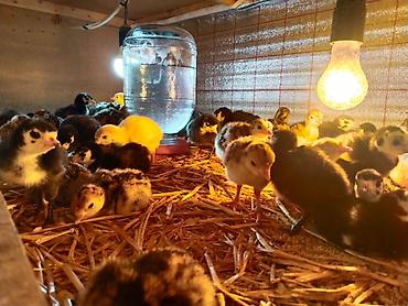 cucə lampası: Hinduşka və toyuq balaları – müxtəlif rəng və cinslər - Brooder — 2