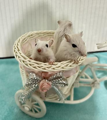 Другое: Продаю малышей монгольских песчанок. Возраст 1 месяц. 3 девочки и один — 5