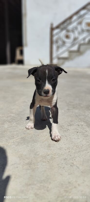Gəmiricilər: Pitbul, 3 ay, Dişi, Peyvəndli, Pulsuz çatdırılma