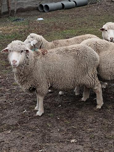 Баран, овца: Продаю | Овца (самка), Ягненок, Баран (самец) | Меринос — 11