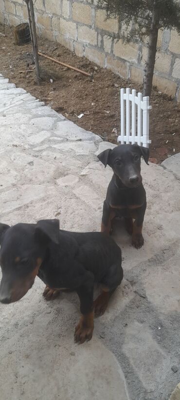 İtlər: Doberman, 4 ay, Dişi, Sənədli, Ünvandan götürmə