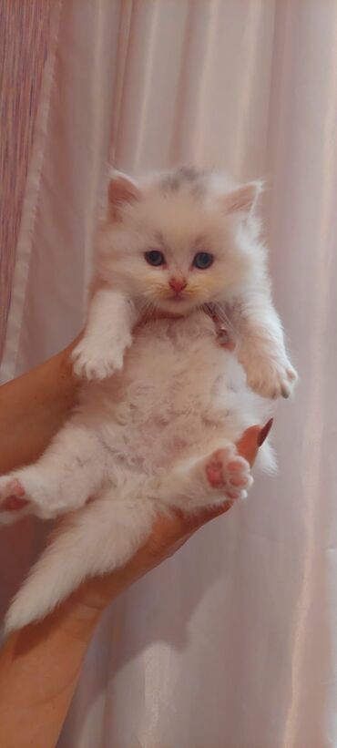 xacmaz heyvan bazari: Britan, Erkək