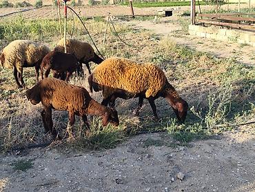qala cinsi qoyun satilir: Dişi, Qala, il: 1, Damazlıq, Ünvandan götürmə — 2