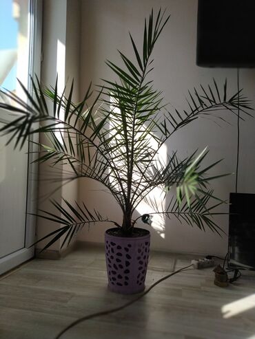 веерная пальма ливистона: Пальма декоративная 
высота 1.5 метра