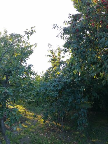 Bağ evlərinin satışı: Sumqayıt, 100 kv. m, 3 otaqlı, Hovuzsuz, Qaz, Su, İşıq -da lalafo.az — 5 Bağ evlərinin satışı: Sumqayıt, 100 kv. m, 3 otaqlı, Hovuzsuz, Qaz, Su, İşıq — 5