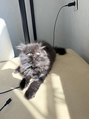 inək necə aya doğur: Fars, Erkək — 8