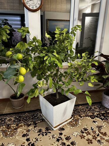 фрезы бишкек: Продаю лимонное дерево, плодоносящий