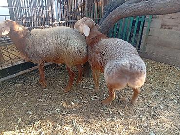 продам курей: Продаю | Баран (самец) | Гиссарская, Арашан | На забой, Для разведения | Осеменитель — 9