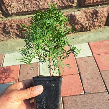 печка для дома бишкек: Саженцы деревьев: Туи, Самовывоз, Платная доставка