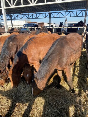 домик для животных: Продаю | Жеребенок | Для разведения | Племенные at lalafo.kg домик для животных: Продаю | Жеребенок | Для разведения | Племенные