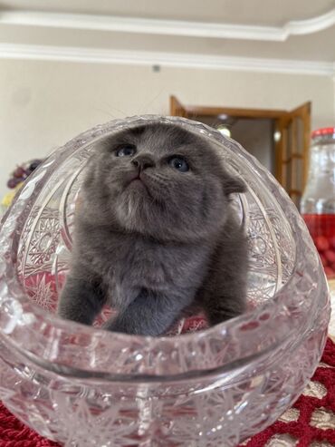 Pişiklər: Şotland, Ünvandan götürmə — 3