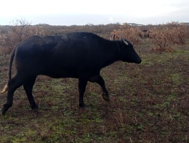 Camış: Məhsul: Su camışı sürüsü boğaz çatmışlar. 9 heyvan 6 ana camis . 3 — 14