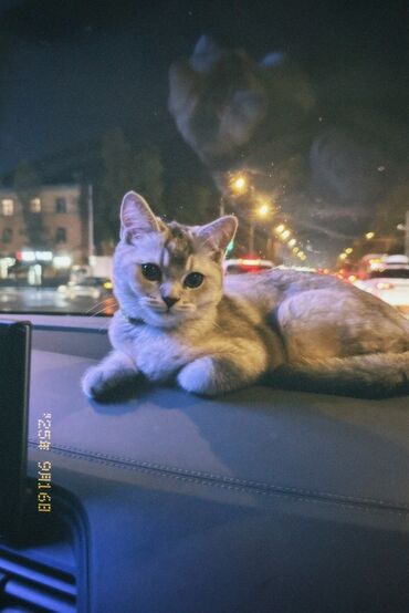 Вязка кошек: Мальчик шотландский скотиш страйт Окрас : белая шиншила Нужна девочка — 4