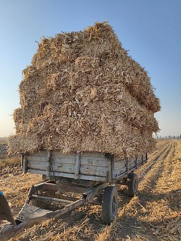 кукуруза драбилка: Кукурузная солома в тюках - Прессованные прямоугольные тюки из — 2