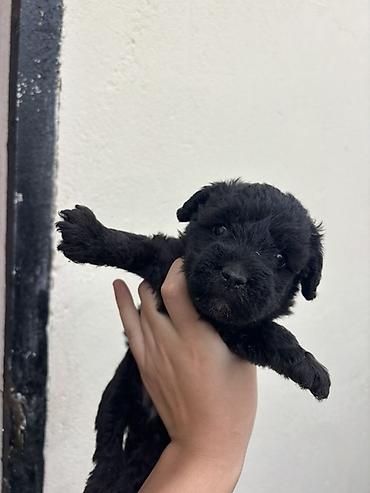 balaca tuklu itler: Pudel, 1 ay, Erkək, Ünvandan götürmə, Ödənişli çatdırılma — 2
