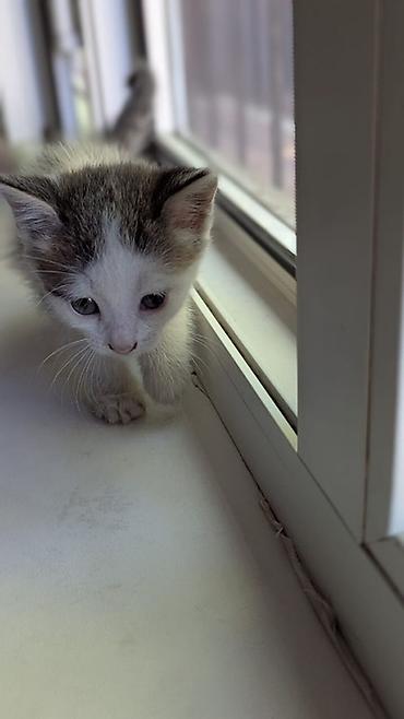 Животные: Отдам даром !! Котята, домашние, короткошёрстные. - Возраст: примерно — 1