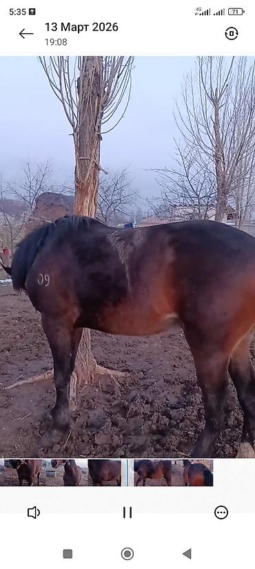 Лошади, кони: Продаю | Жеребец | Рабочий — 8