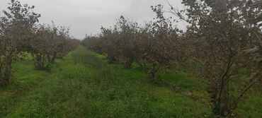 Torpaq sahələrinin satışı: 93 sot, Kənd təsərrüfatı — 3