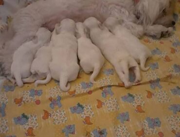 Psi: Na prodaju stenci mesanci maltezera i patuljastog spica sa odlicnom — 1